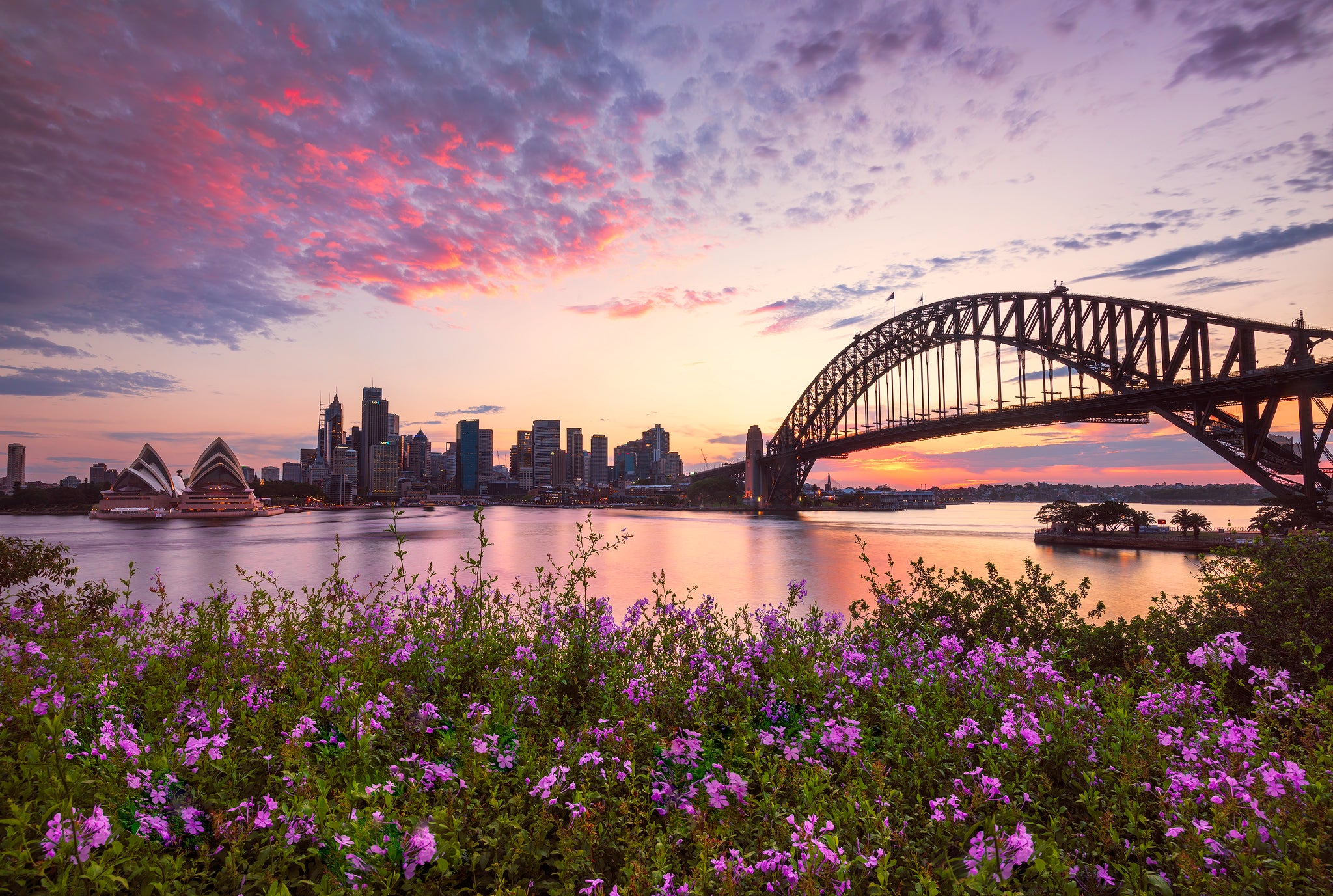 Flowers, Sydney Harbour