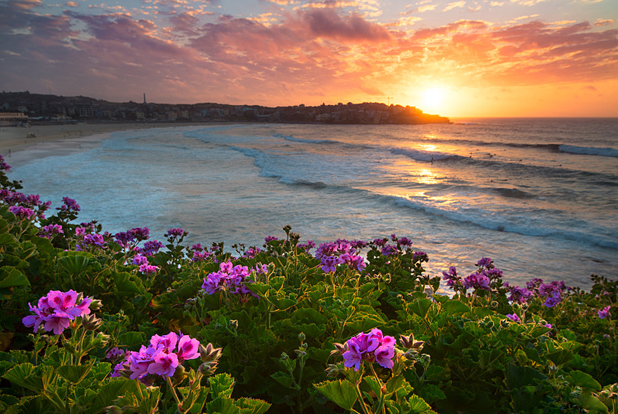 Bloom, Bondi Beach Beach print