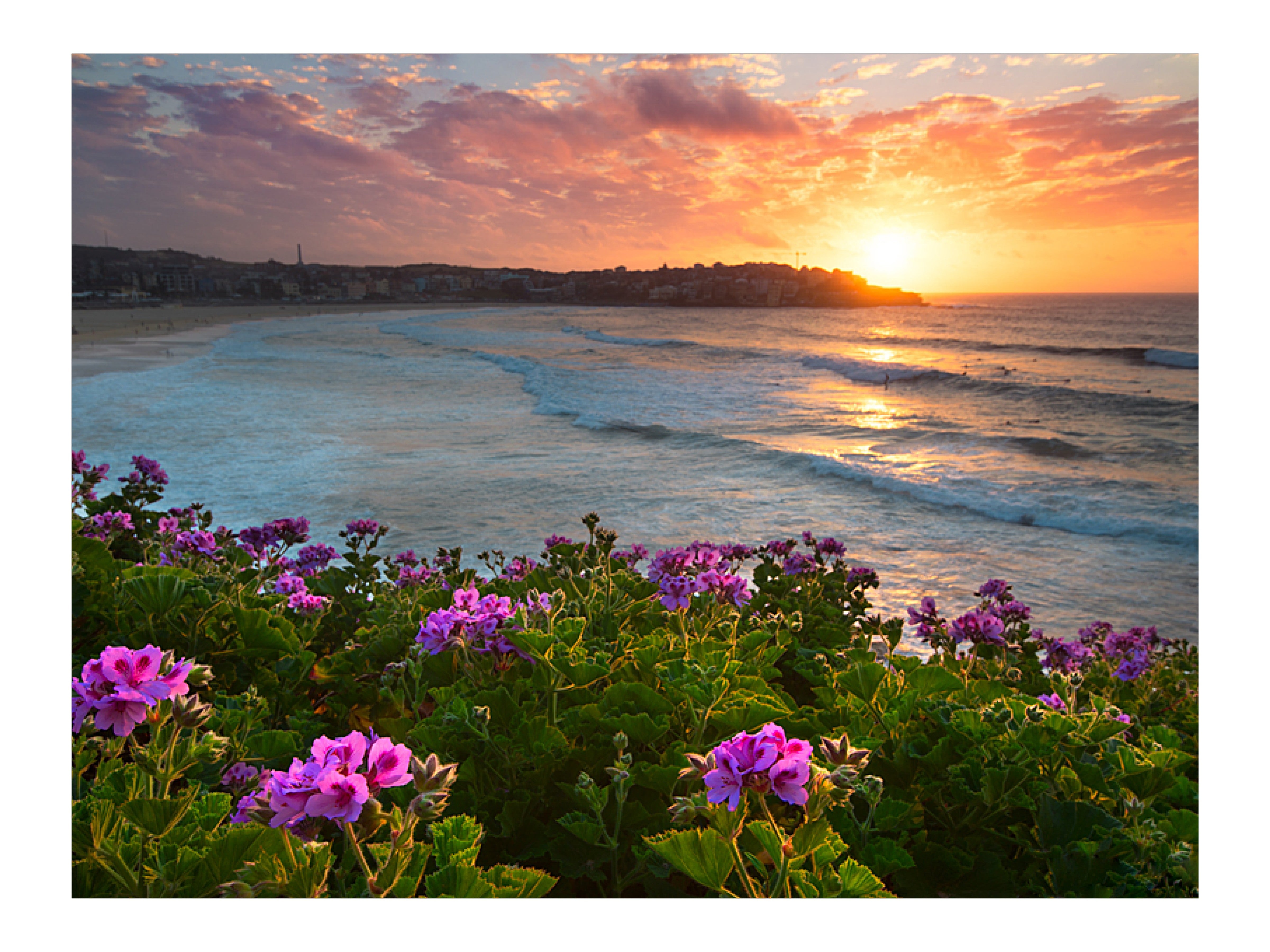 Bloom, Bondi Beach print