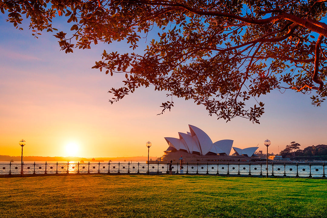 Branching Out, Sydney Harbour