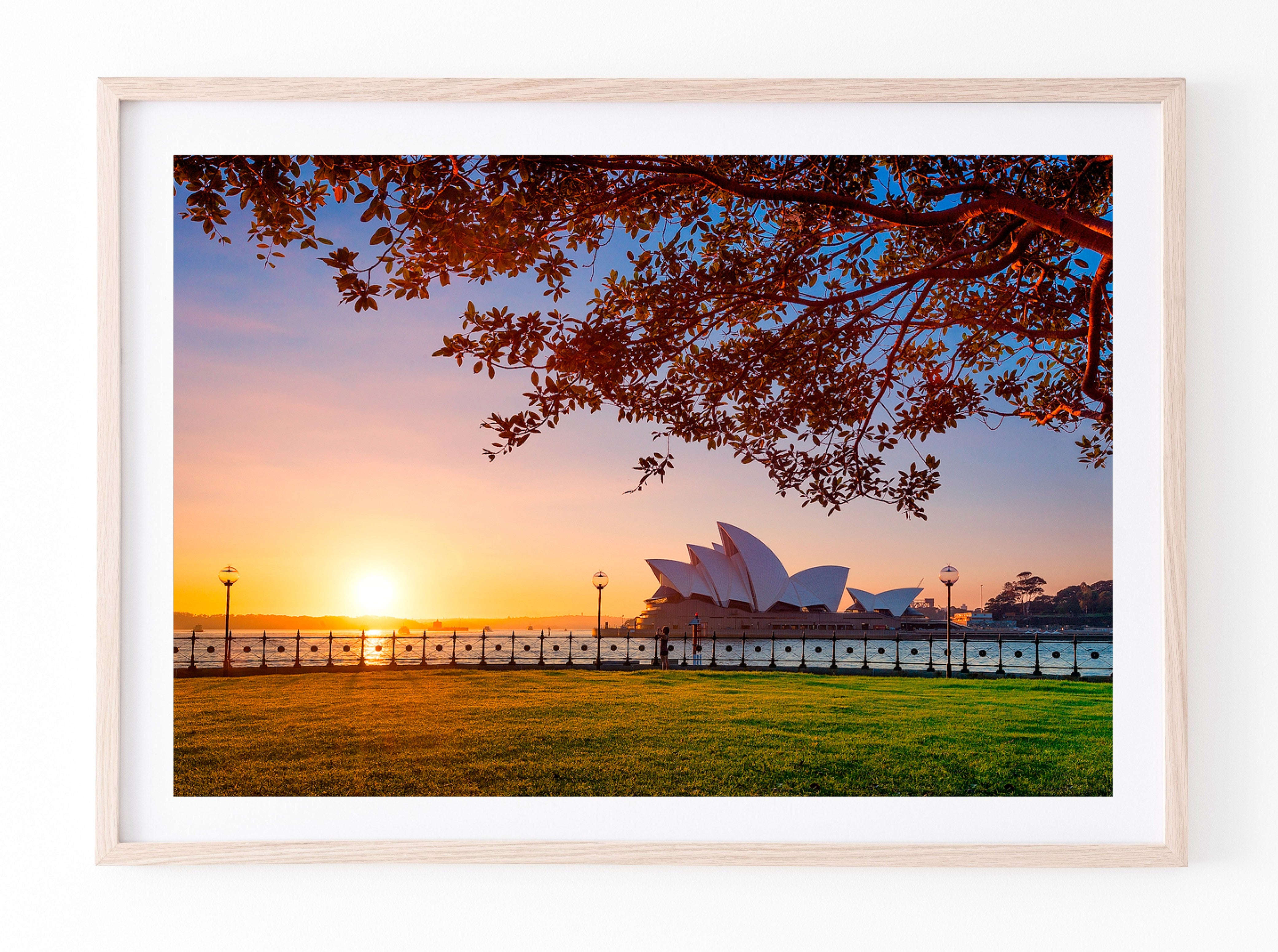 Branching Out, Sydney Harbour print