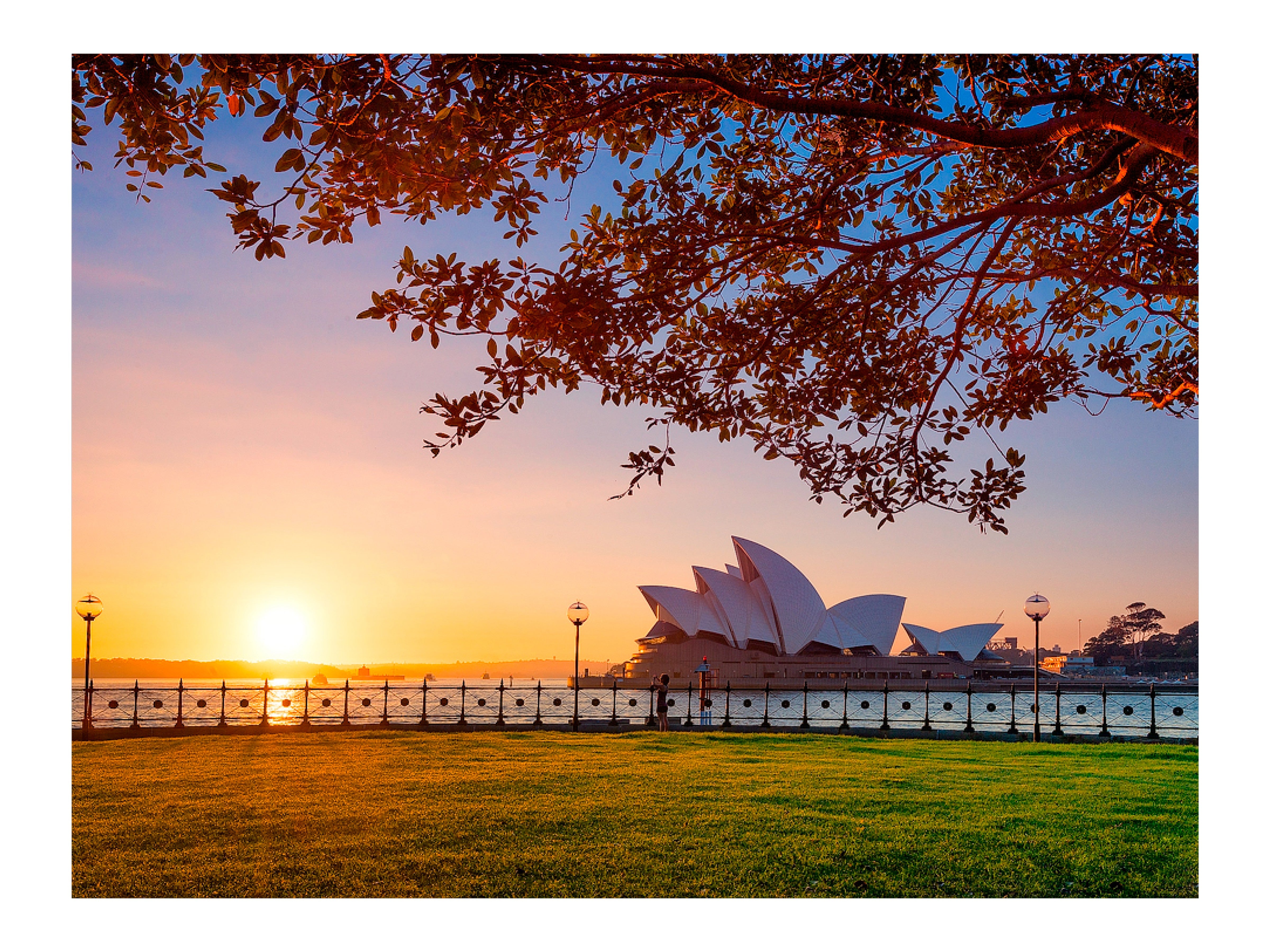 Branching Out, Sydney Harbour print