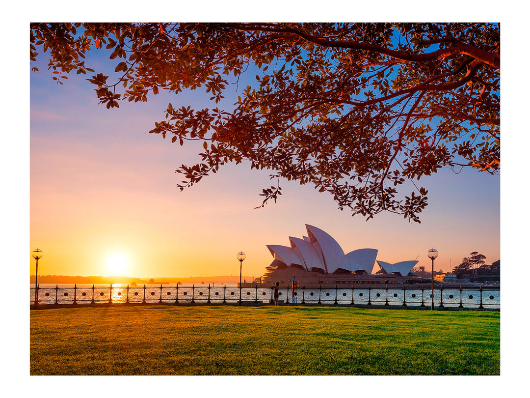 Branching Out, Sydney Harbour print