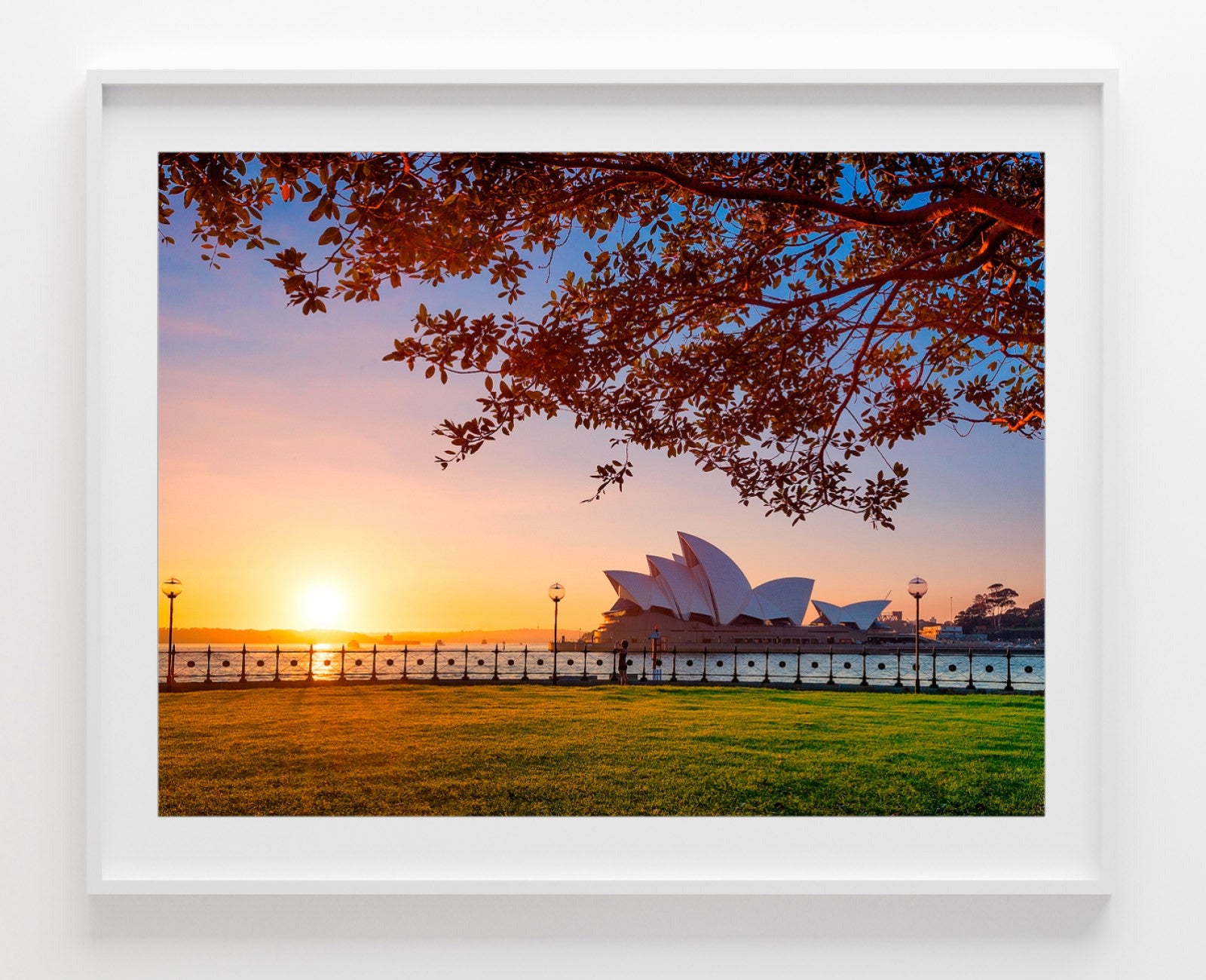 Branching Out, Sydney Harbour print