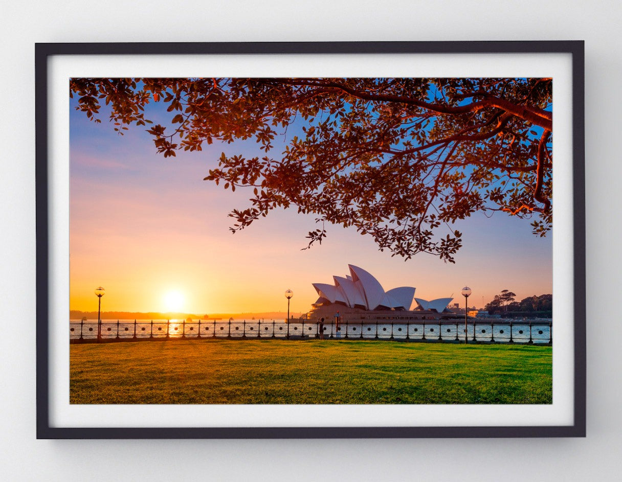 Branching Out, Sydney Harbour print