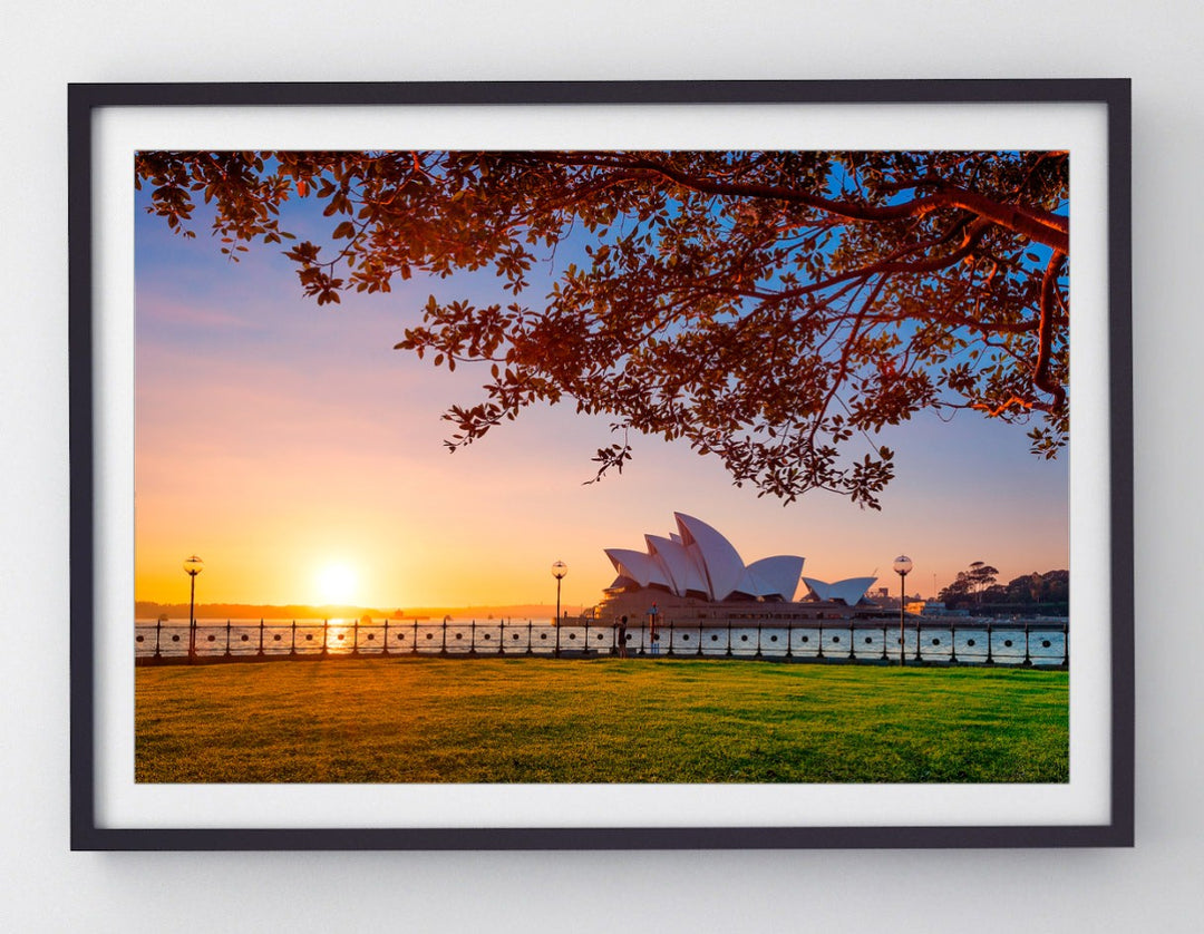 Branching Out, Sydney Harbour print