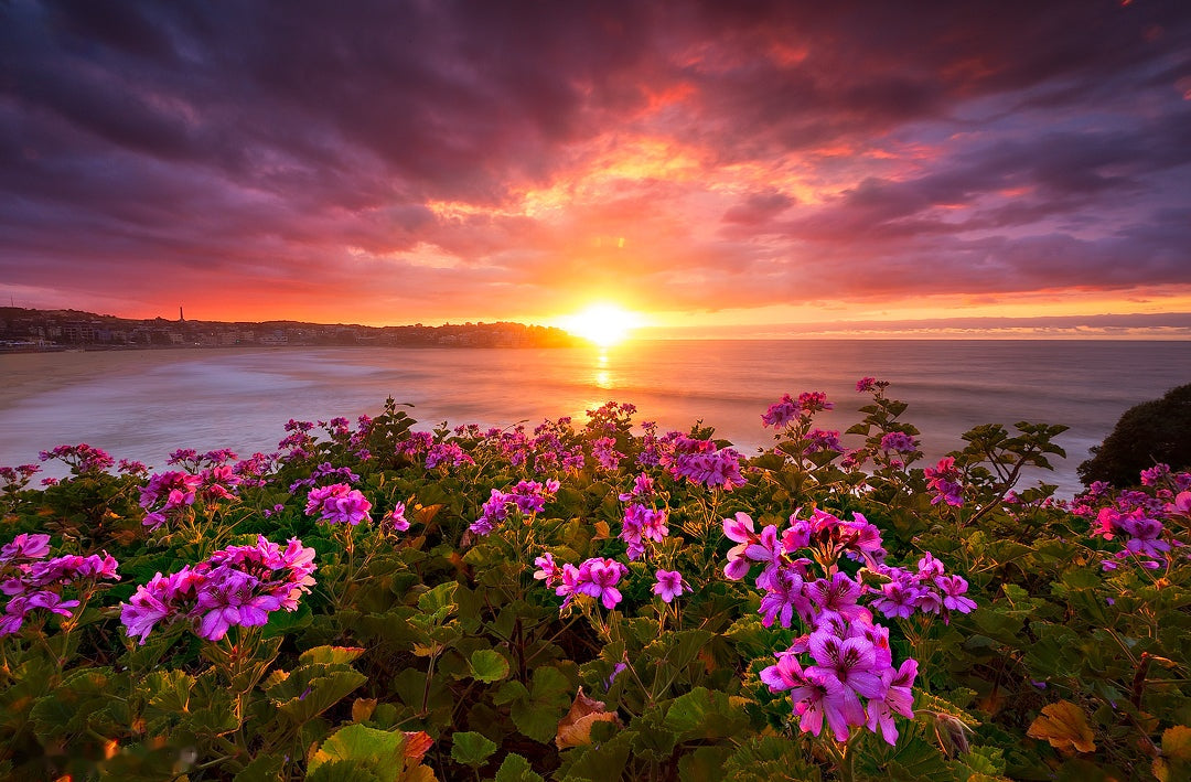 Colours of Spring, Bondi Beach Beach print