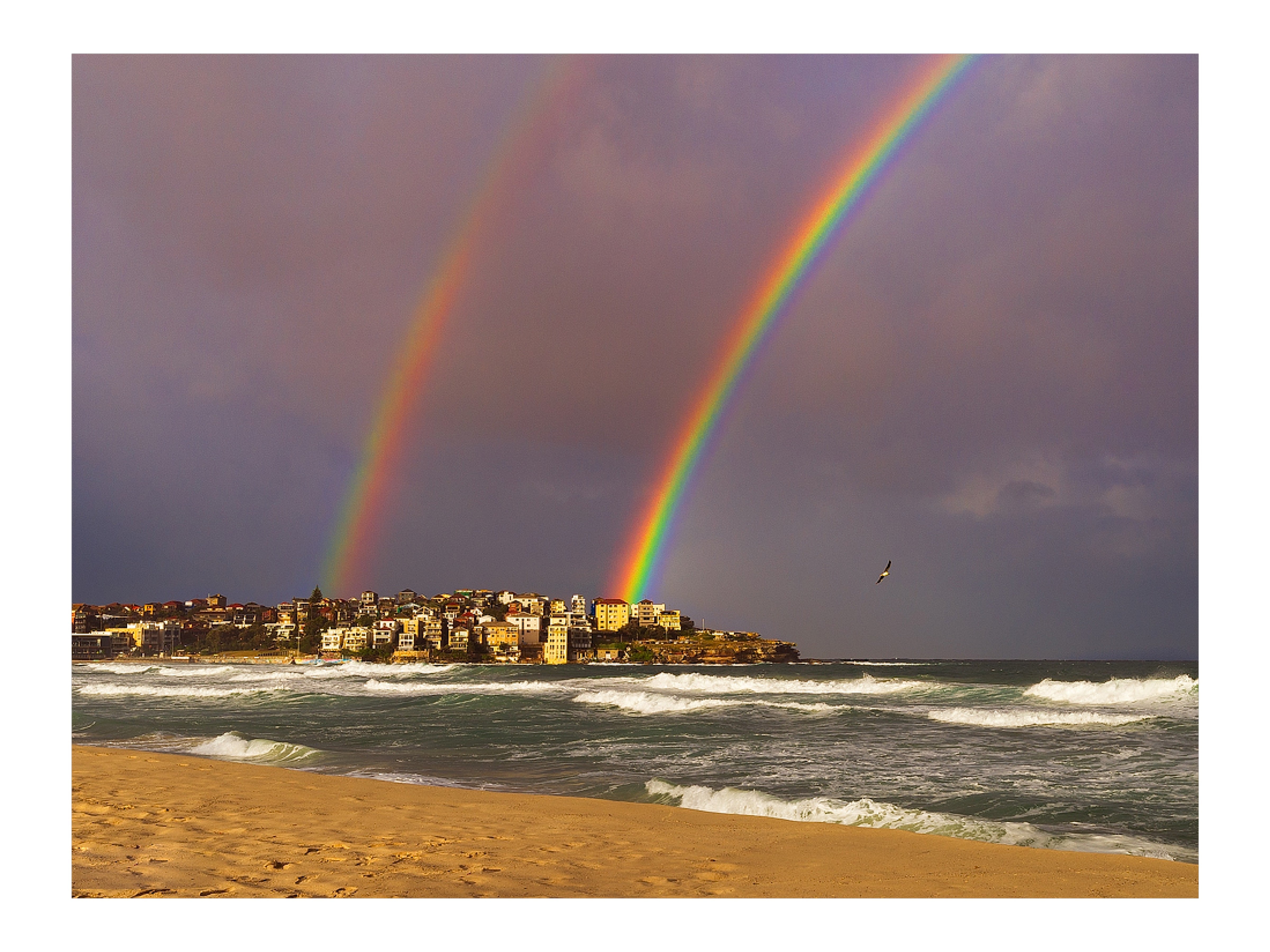 Flying By, Bondi Beach print