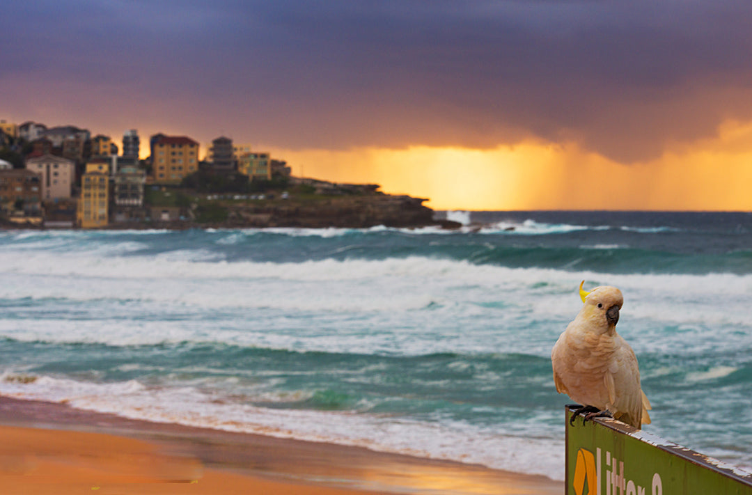 Pose, Bondi Beach Beach print