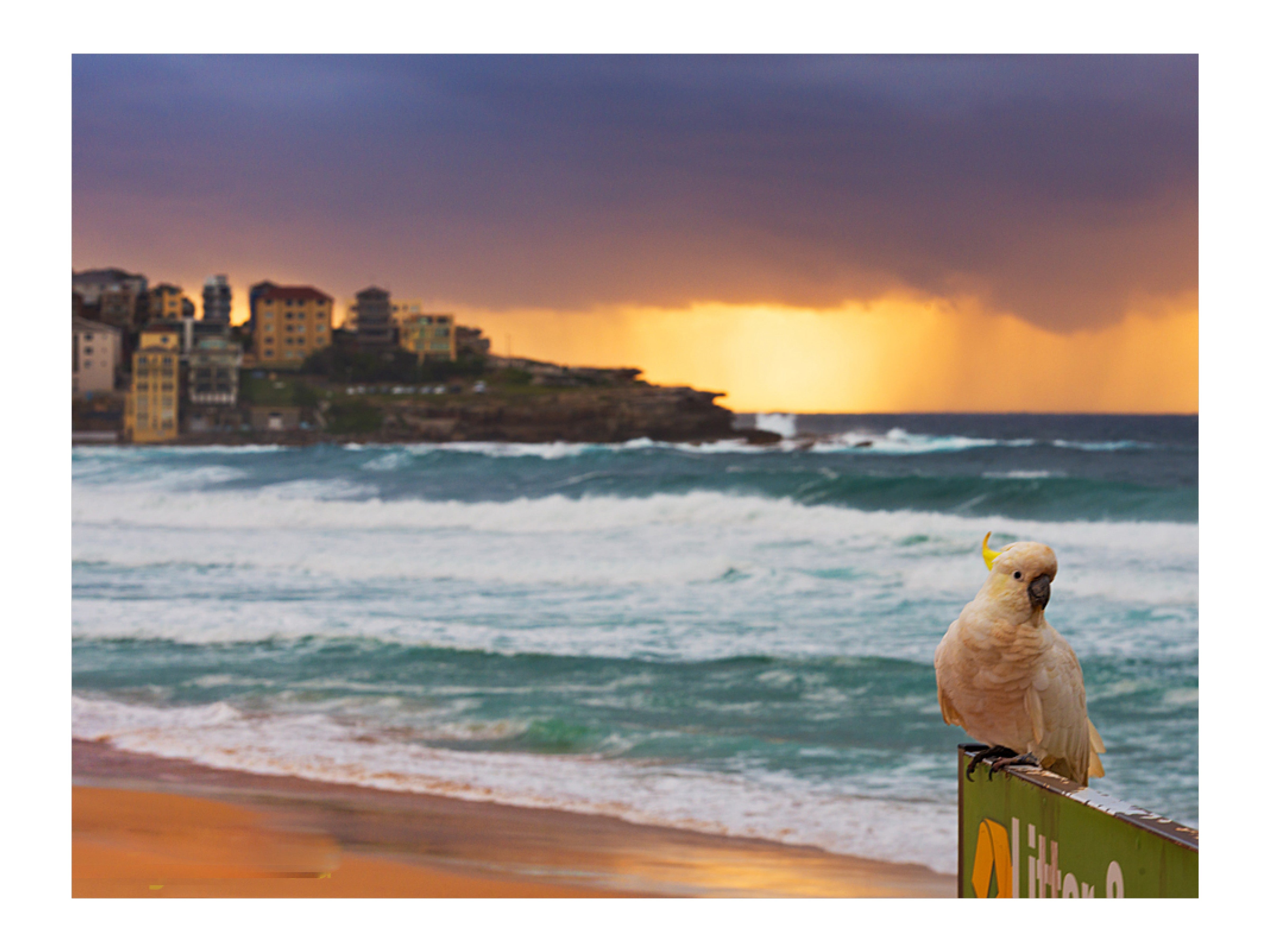 Pose, Bondi Beach print