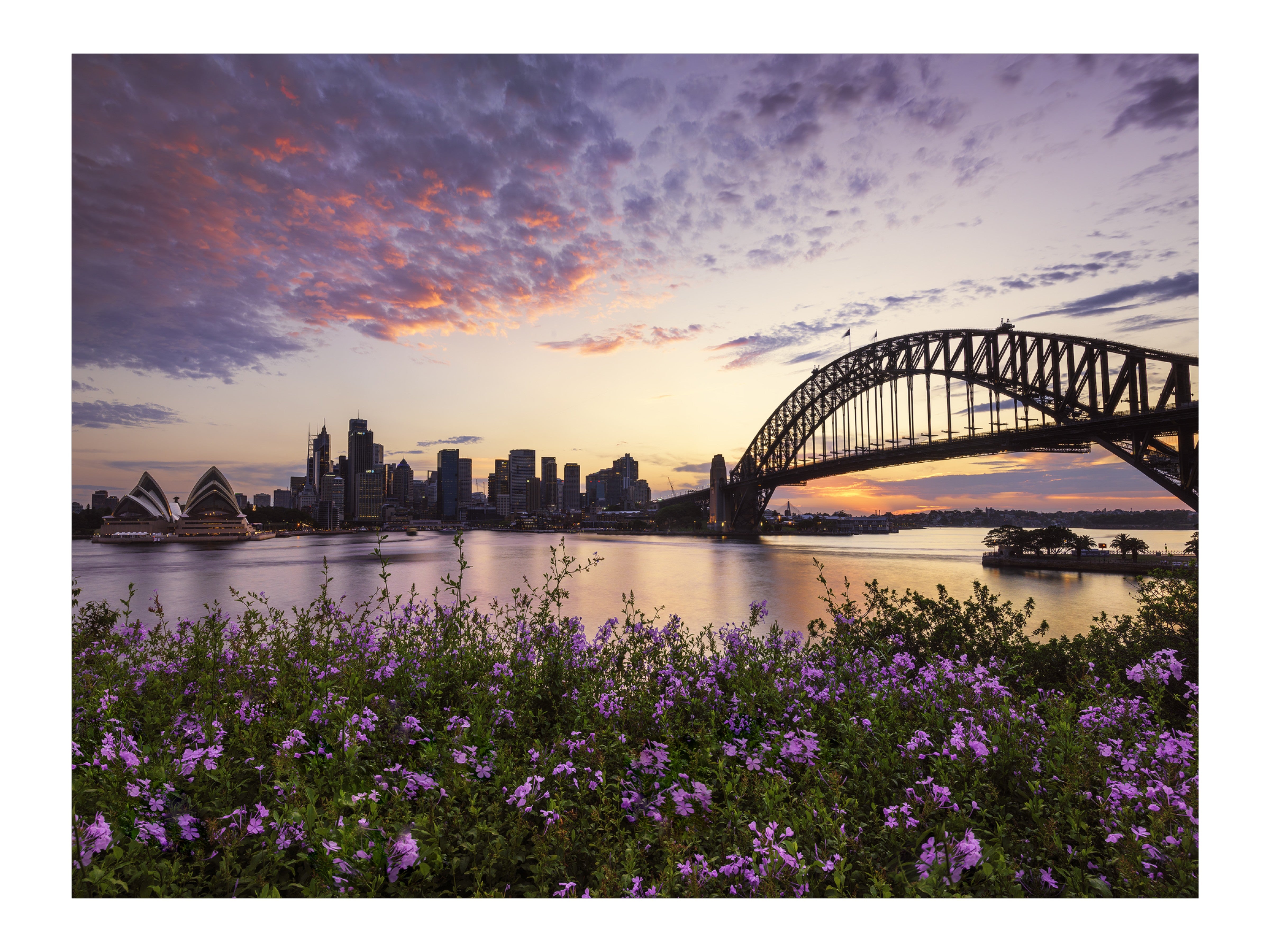 Flowers, Sydney Harbour