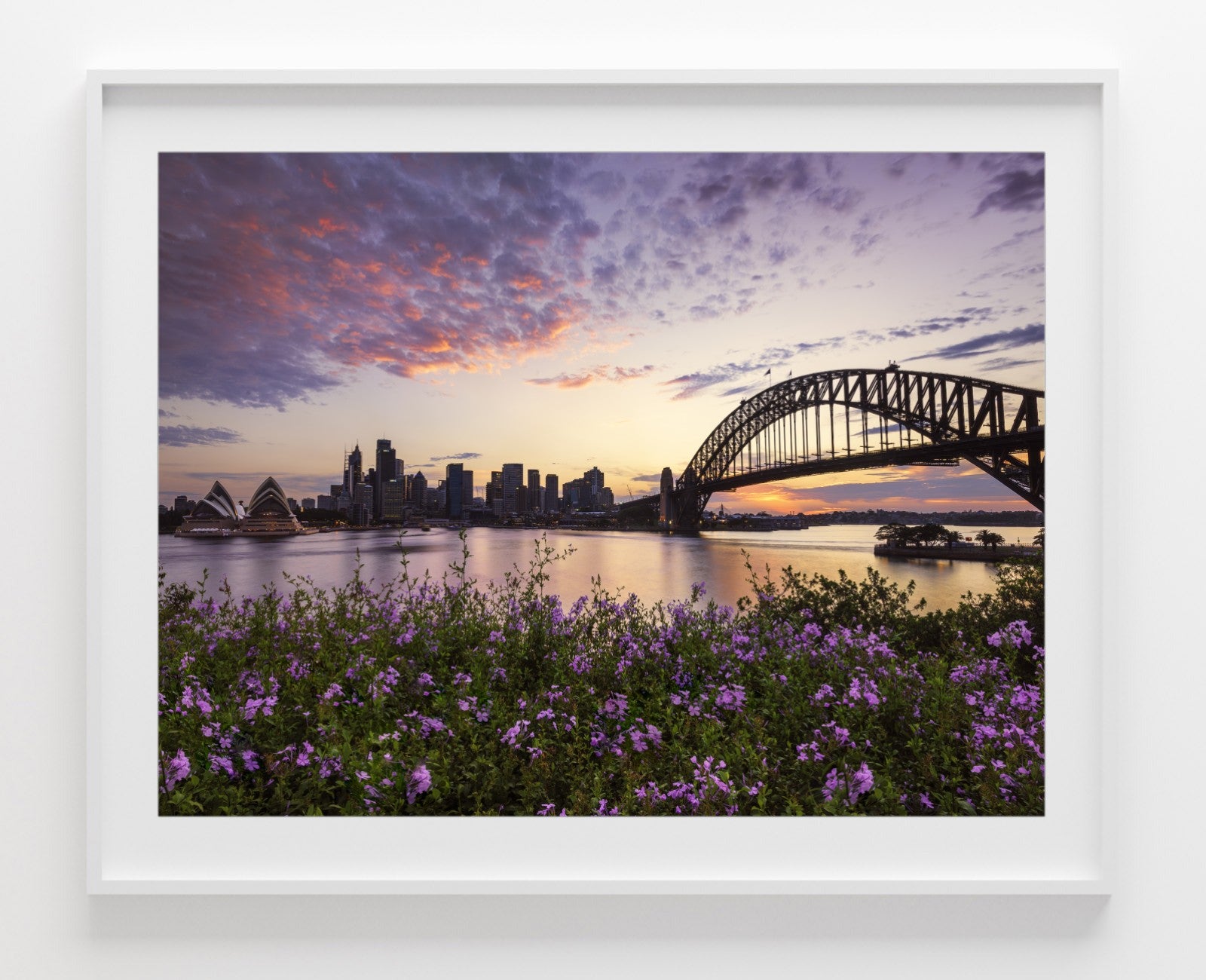 Flowers, Sydney Harbour