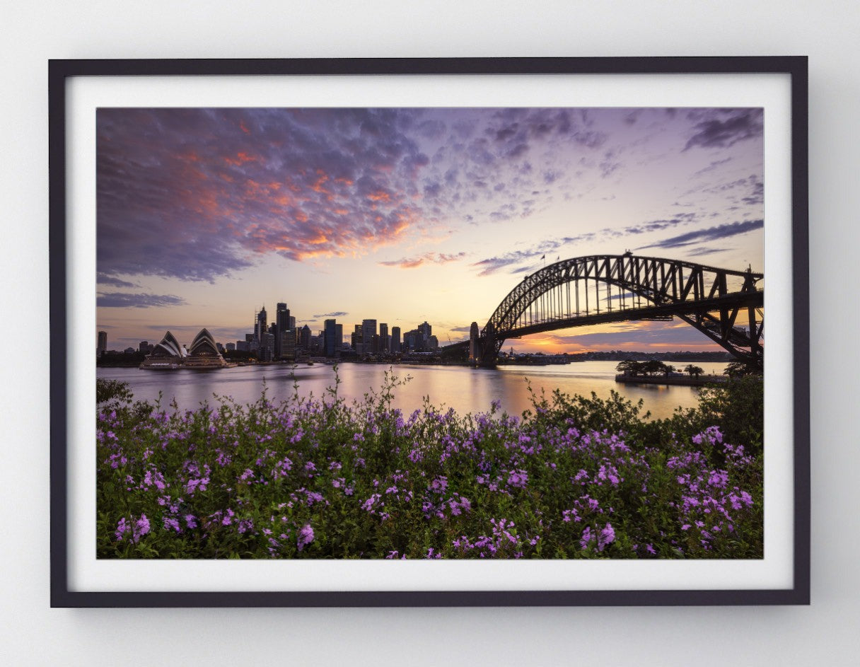 Flowers, Sydney Harbour