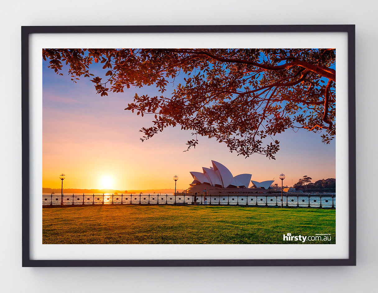 Branching Out, Sydney Harbour