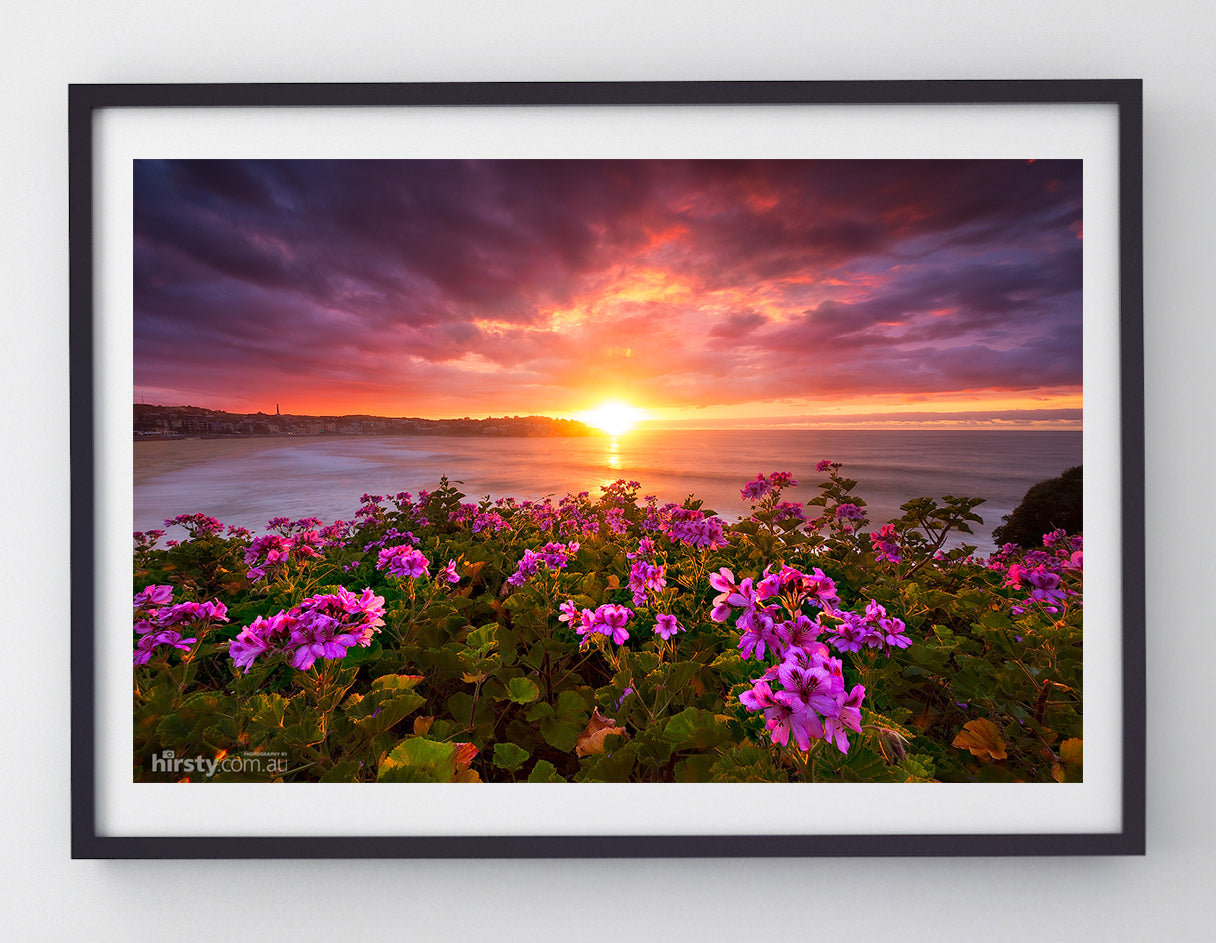 Colours of Spring, Bondi Beach