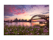 Flowers, Sydney Harbour