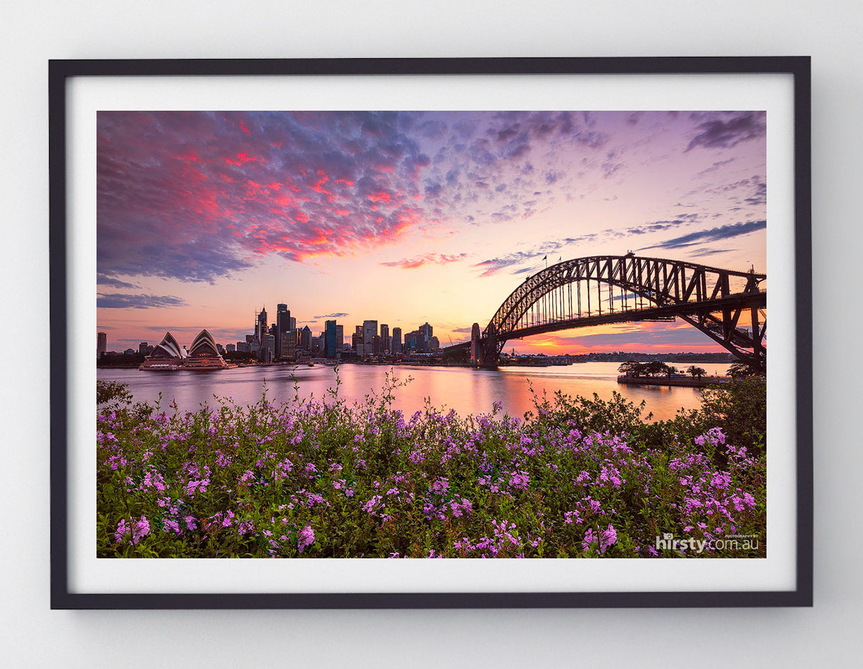 Flowers, Sydney Harbour
