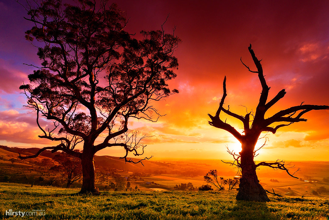 Friends, Barossa Valley, fine art photograph by Richard Hirst